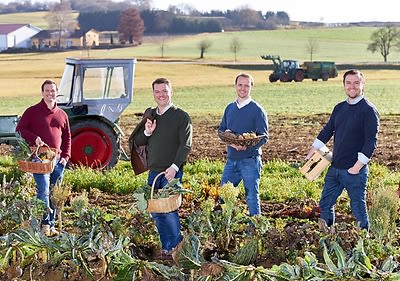 Vier Männer ernten Gemüse auf Feld