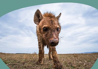 Junges auf Graslandschaft