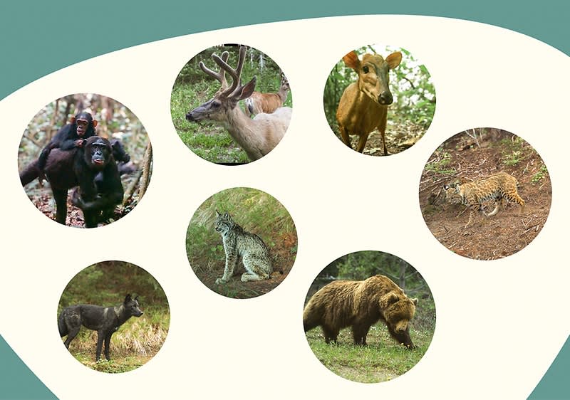 Collage aus Tieren in der Natur