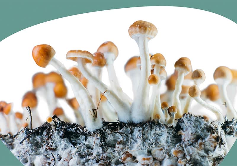 Artikelplatzhaltertext