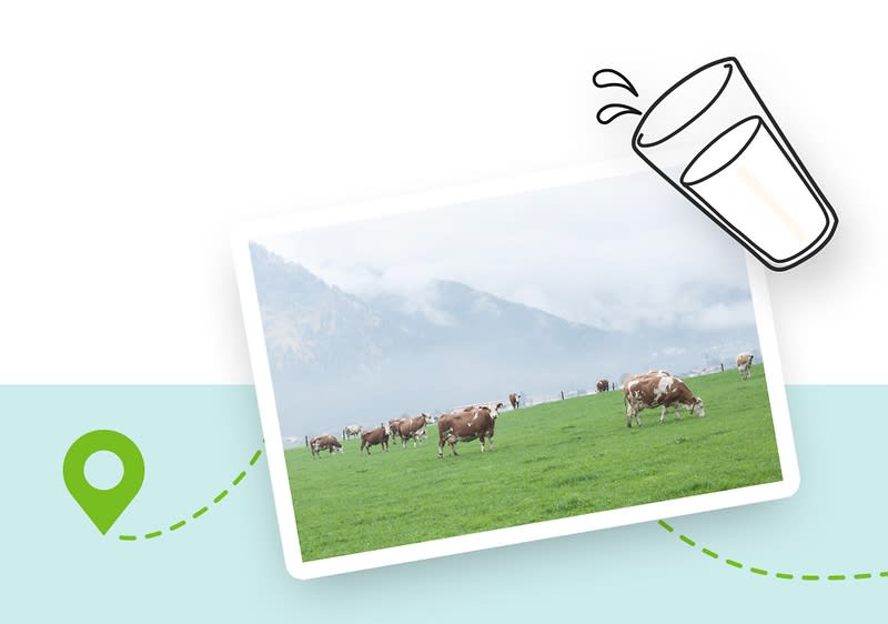 Kühe auf grüner Wiese mit Milchglas