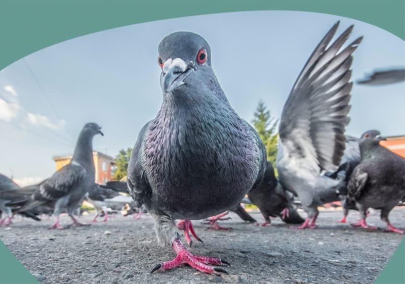 Nahaufnahme einer Taube auf Asphalt