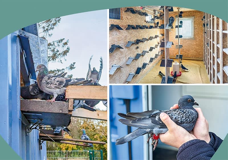Tauben auf Balkon, im Taubenschlag, in Händen