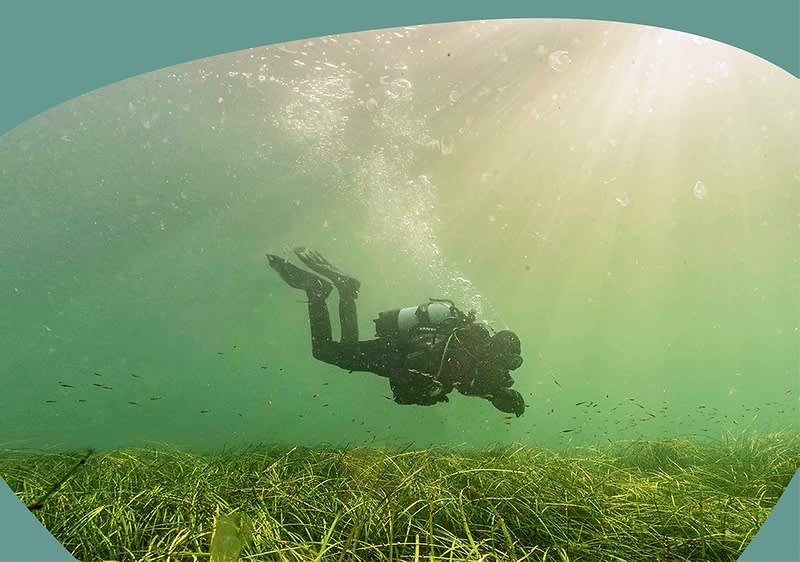 Taucher im grĂŒnen Unterwassergras