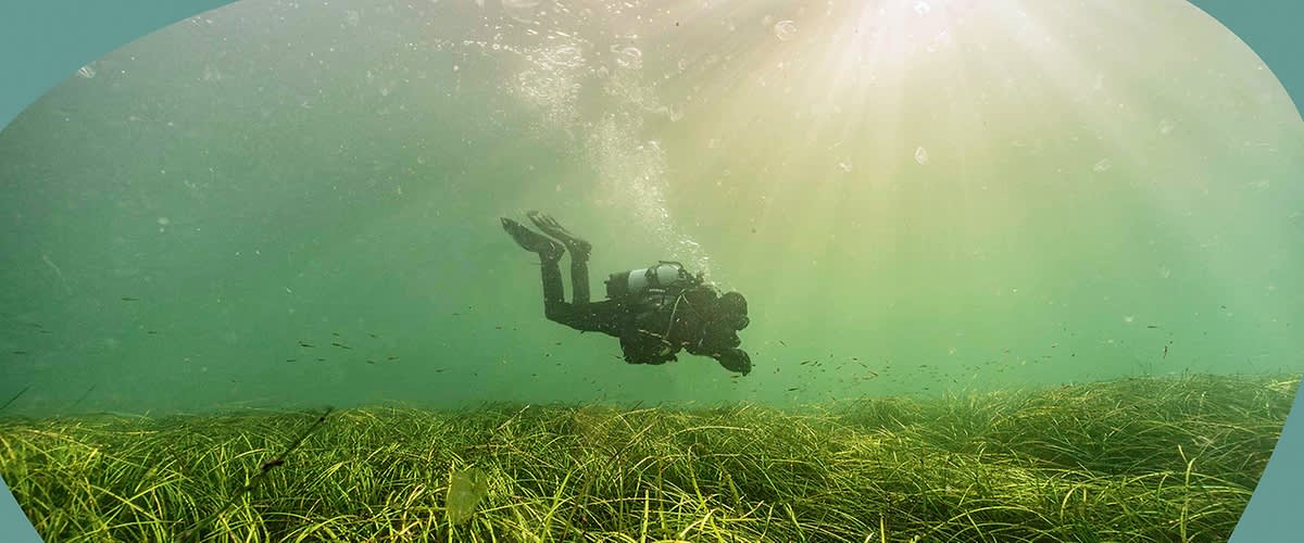 Taucher im grünen Unterwassergras
