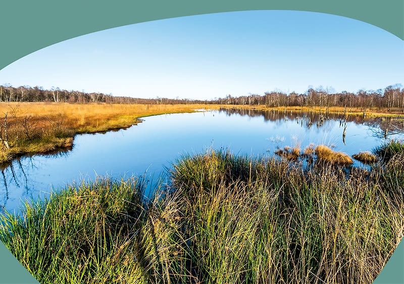 Ein ruhiger See im Moorgebiet