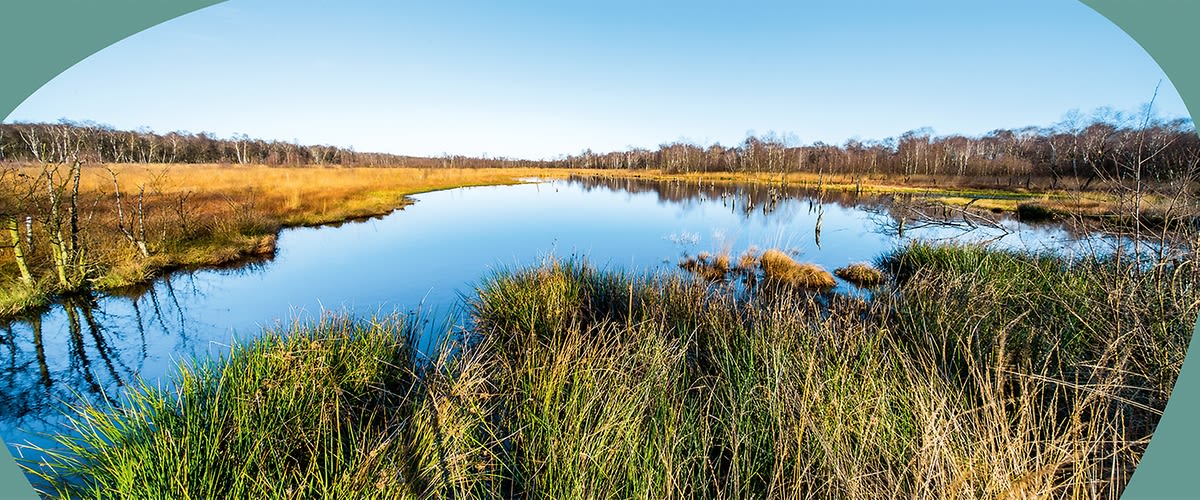 Ein ruhiger See im Moorgebiet