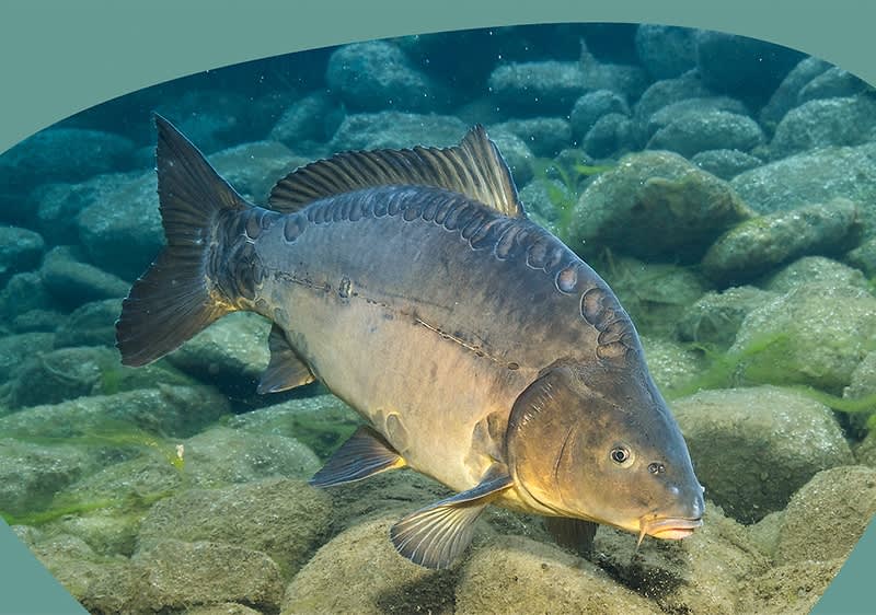Ein Karpfen schwimmt ĂŒber Steine