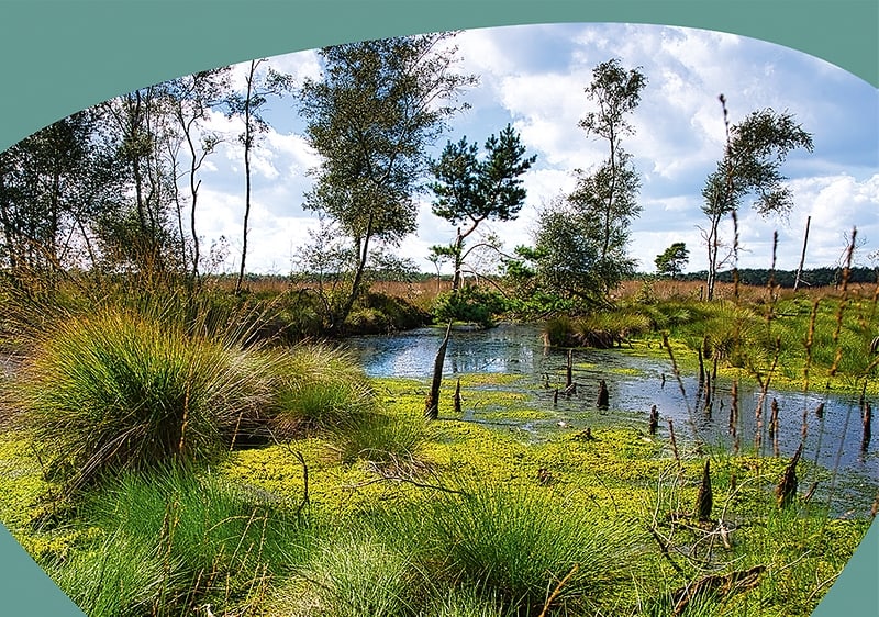 Ein grünes Moor mit Bäumen und Wasser