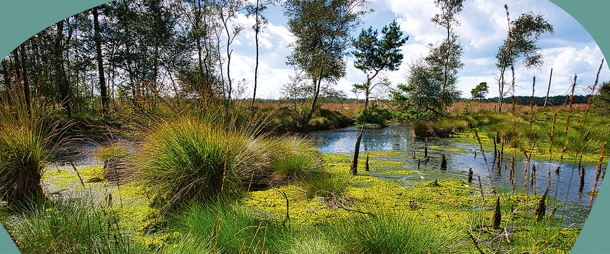 Ein grünes Moor mit Bäumen und Wasser
