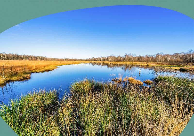 Ein ruhiger See mit klarem, blauem Wasser, umgeben von dichtem Schilf und Gras, im Hintergrund eine Baumreihe unter einem wolkenlosen, strahlend blauen Himmel