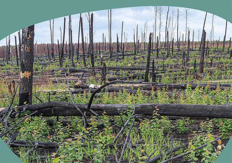 Eine Landschaft mit vielen verkohlten, stehenden und liegenden Baumstämmen, die Überreste eines Waldbrandes darstellen, während sich zwischen den Stämmen neues grünes Pflanzenwachstum zeigt und der Himmel im Hintergrund bewölkt ist.