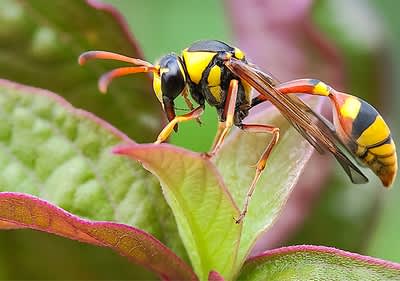 Eine Nahaufnahme einer Wespe mit gelb-schwarzem Körper und langen, dünnen Beinen, die auf einem grünen Blatt mit rötlichen Rändern sitzt, im Hintergrund sind unscharfe grüne und rötliche Blätter zu sehen