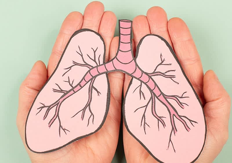 Zwei Hände halten eine Illustration von rosa Lungen mit verzweigten Bronchien auf einem hellgrünen Hintergrund