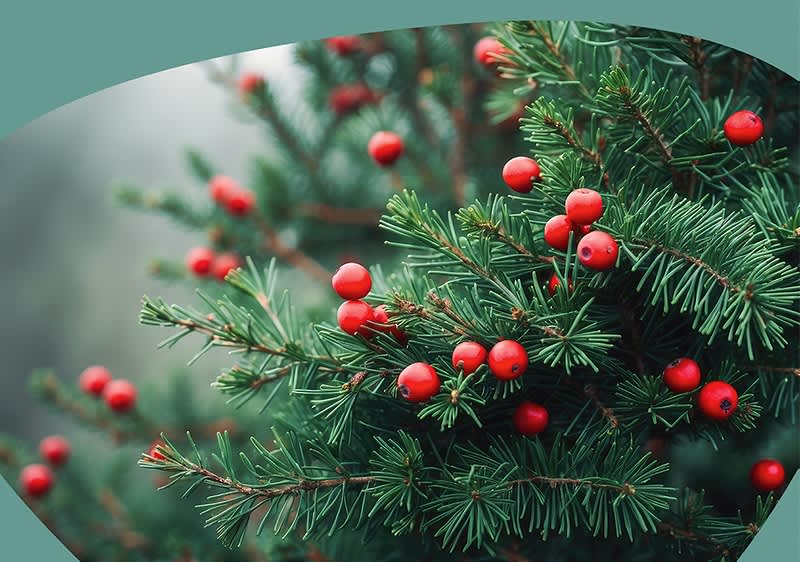 Nahaufnahme von grünen Tannenzweigen mit roten Beeren