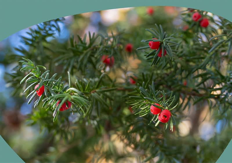 Nahaufnahme von grünen Tannenzweigen mit roten Beeren