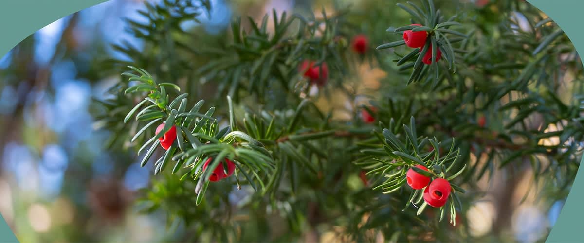 Nahaufnahme von grünen Tannenzweigen mit roten Beeren