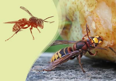 Eine Hornisse frisst an einem Stück Obst, daneben eine kleinere Abbildung einer Hornisse auf grünlichem Hintergrund