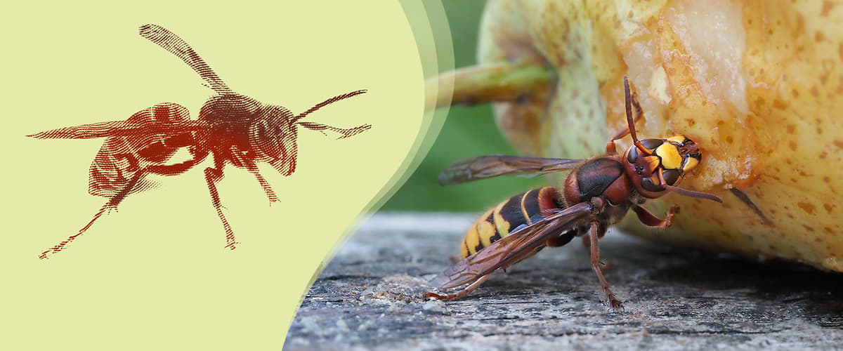 Eine Hornisse frisst an einem Stück Obst, daneben eine kleinere Abbildung einer Hornisse auf grünlichem Hintergrund