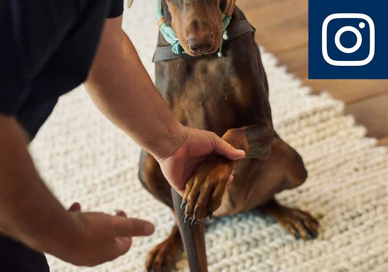 Ein Hund gibt einer Person die Pfote auf einem weißen Teppich. Oben rechts ist das Instagram-Logo zu sehen