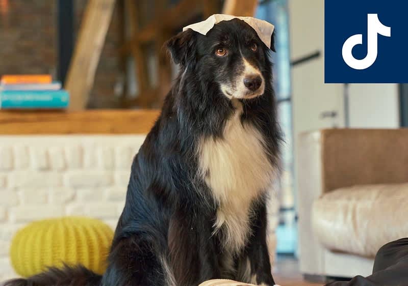 Ein schwarz-weißer Hund sitzt in einem Wohnzimmer und trägt ein weißes Papier auf dem Kopf. Im Hintergrund sind ein gelber Pouf und Bücher auf einem Regal zu sehen. Oben rechts ist ein Logo mit einem stilisierten Buchstaben.