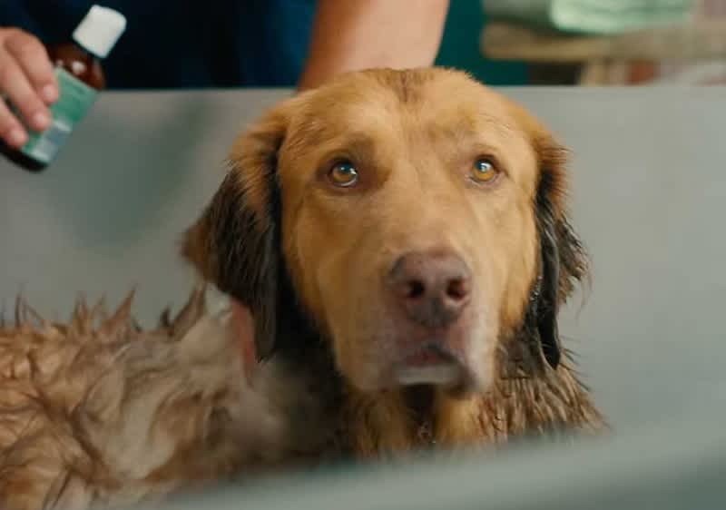 Ein nasser Hund sitzt in einer Badewanne, während eine Person Shampoo aufträgt