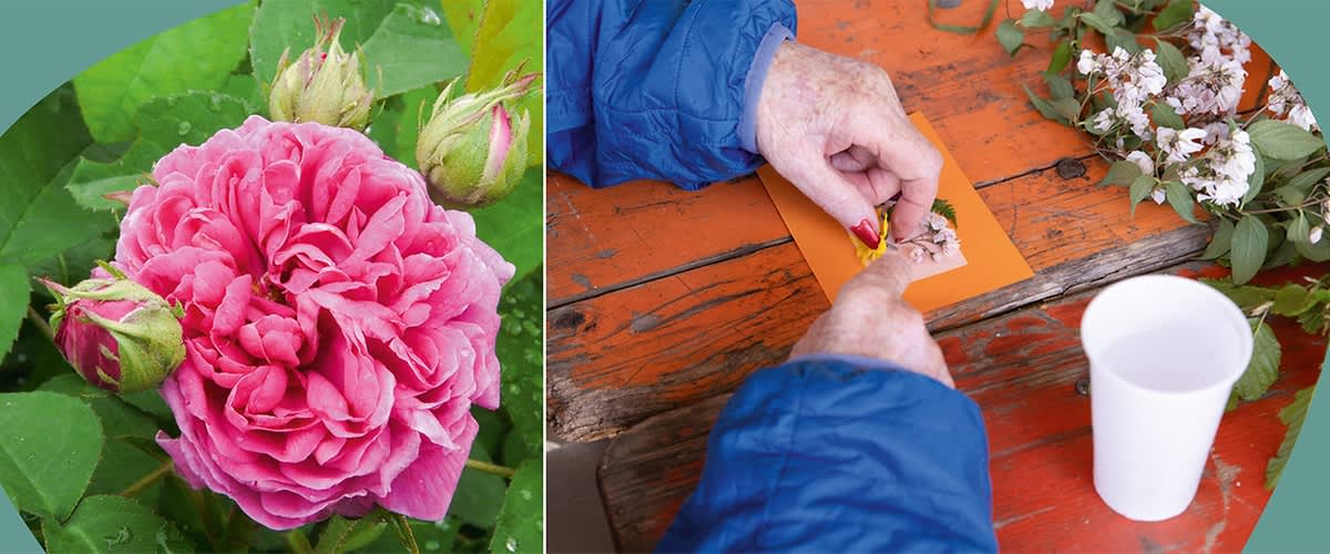 Links eine aufgeblühte pinke Wildrose mit mehreren Knospen und grünen Blättern, rechts Hände einer älteren Person in blauer Jacke, die auf einem orangefarbenen Stück Papier Blütenblätter sortiert oder klebt, auf einer roten Holzoberfläche