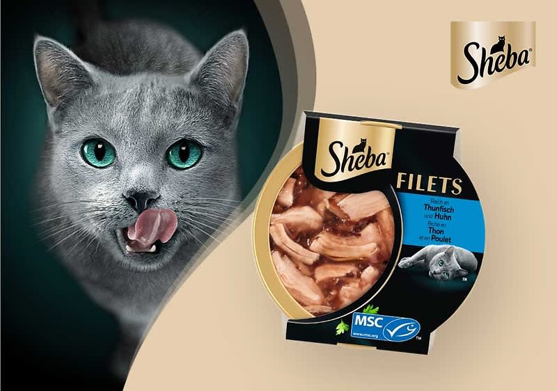 Auf einem hellgrauen Hintergrund rechts eine runde Dose Sheba Filets Katzenfutter mit sichtbaren Thunfischstücken und blauem MSC-Siegel, oben rechts das goldene Sheba-Logo, links im Bild ein Teil eines Katzenkopfs in Schwarzweiß mit sichtbaren Ohren und Augenmaßstäben, über dem Katzenkopf ein graues Rechteck, das einen Bereich überdeckt