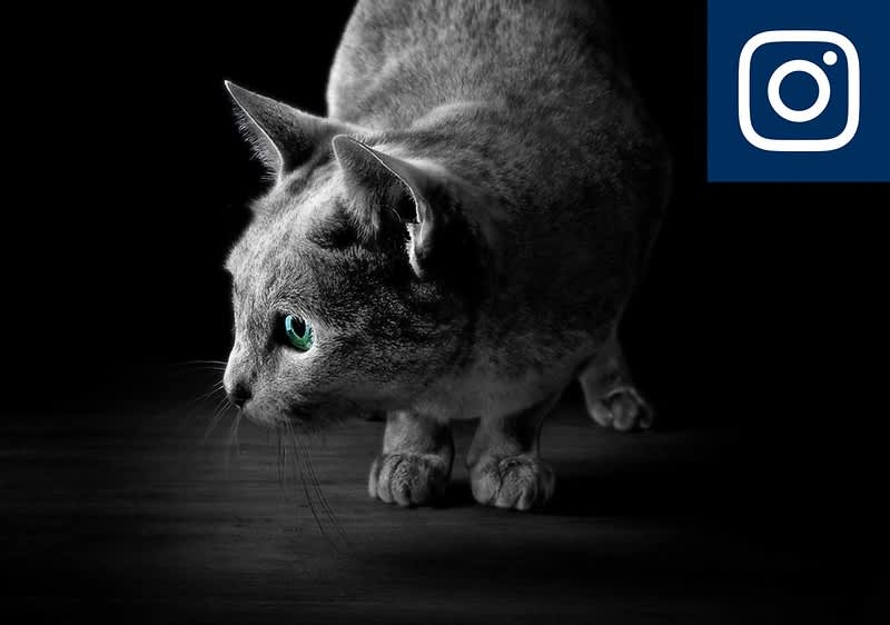 Grau getönte Katze in Hockstellung auf dunklem Boden, nur die Augen sind grün hervorgehoben, oben rechts kleines weißes Instagram-Logo in blauem Quadrat