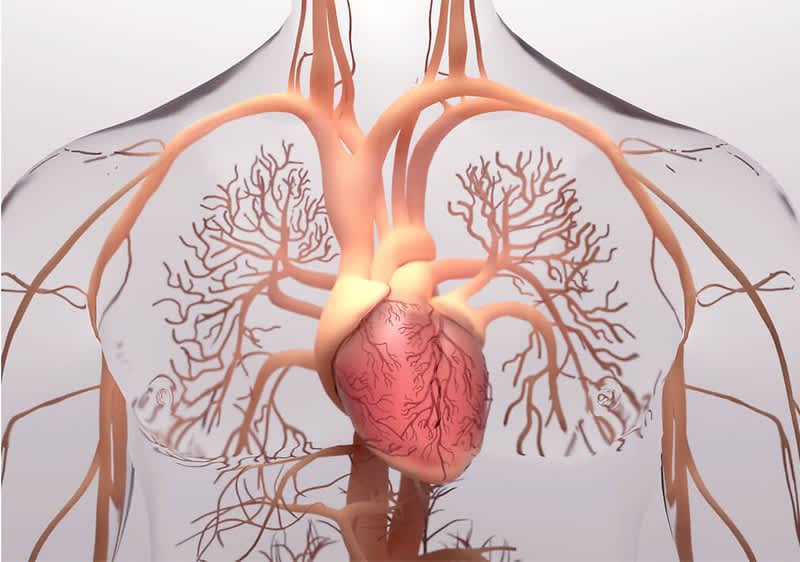 3D-Illustration des menschlichen Herzens und der angrenzenden Blutgefäße im Brustkorb, sichtbar sind Herzmuskulatur, Aorta und verzweigte Lungengefäße