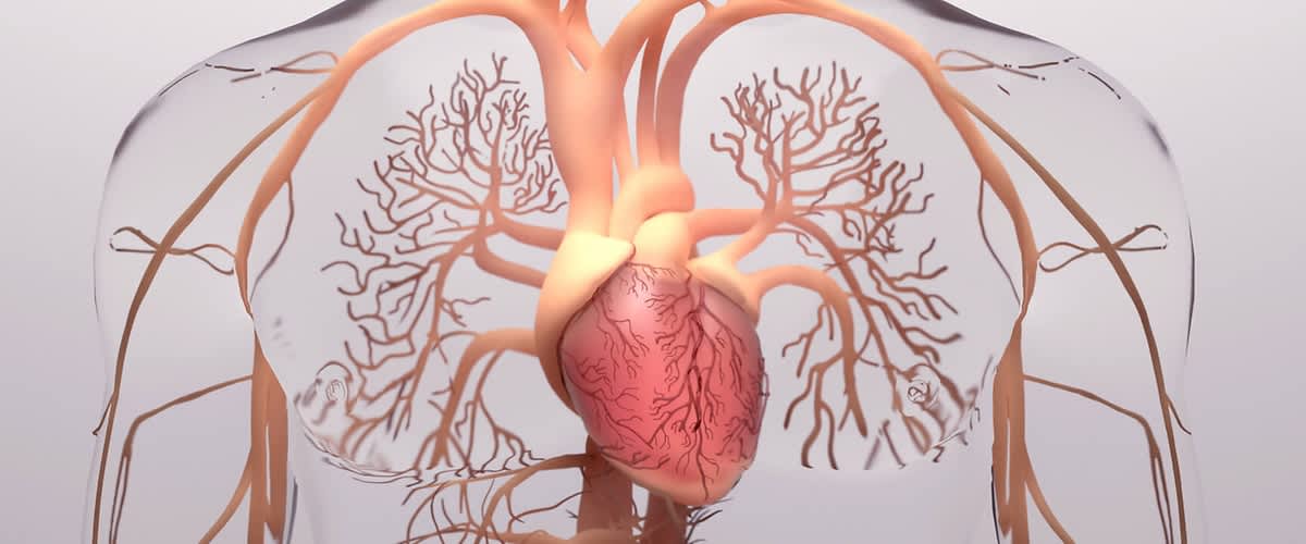 3D-Illustration des menschlichen Herzens und der angrenzenden Blutgefäße im Brustkorb, sichtbar sind Herzmuskulatur, Aorta und verzweigte Lungengefäße