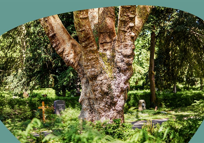 Großer, knorriger Baumstamm in einem grünen Friedhof mit Grabkreuzen und Grabsteinen im Hintergrund