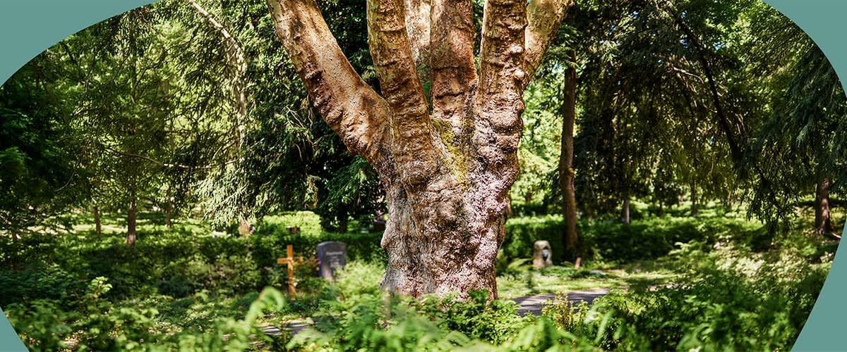 Großer, knorriger Baumstamm in einem grünen Friedhof mit Grabkreuzen und Grabsteinen im Hintergrund