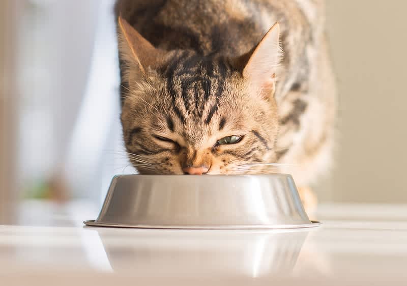 Gestreifte Katze beugt sich über eine silberne Futterschüssel und frisst