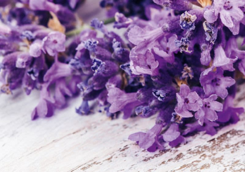 Lavendel: Heilpflanze & Pflege-Star