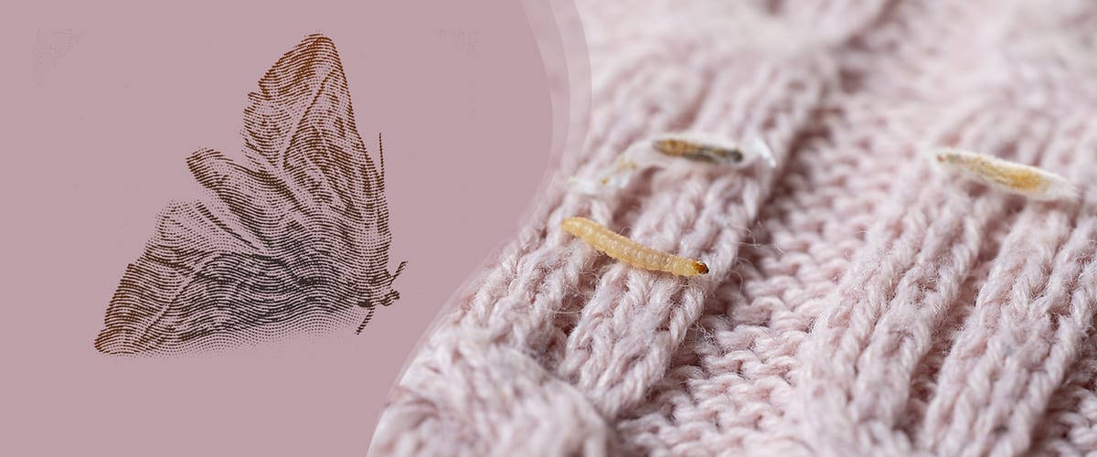 Mottenlarve und Motte auf Stoff