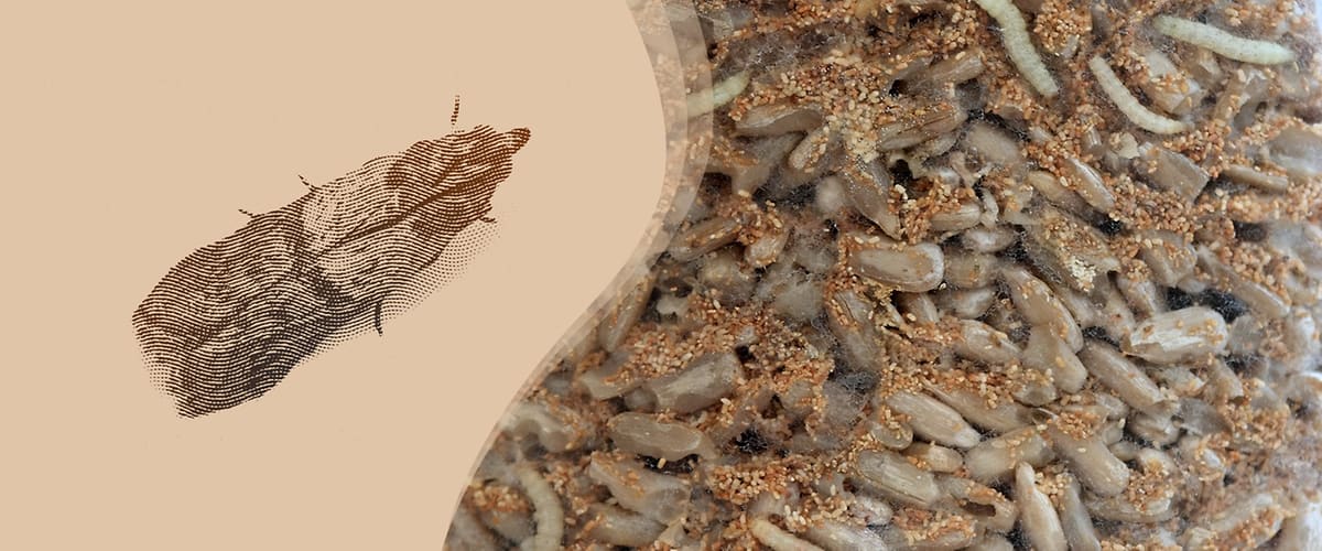 Lebensmittelmotte und Larven auf Getreide