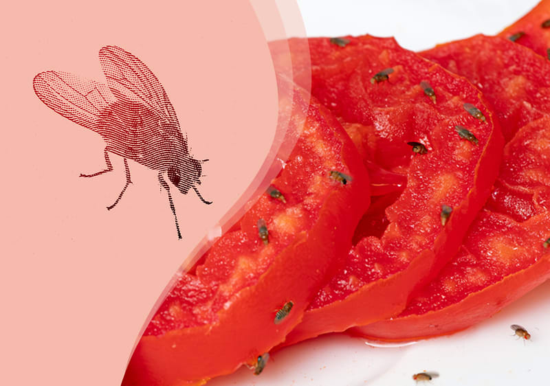 Fliege und geschnittene Tomaten