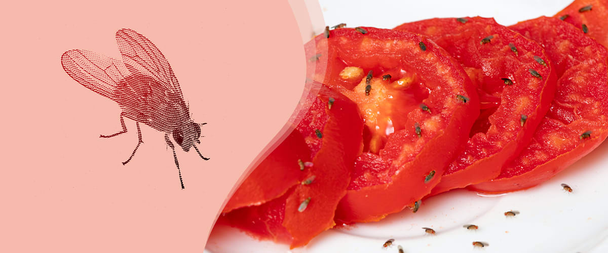 Fliege und geschnittene Tomaten