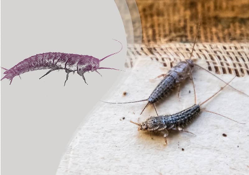 Zwei Silberfische auf Teppich