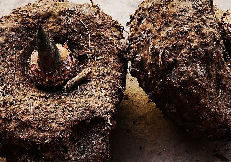 Konjakwurzel für die Hautpflege