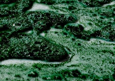 Mikroalgen stecken in vielen Pflegeprodukten