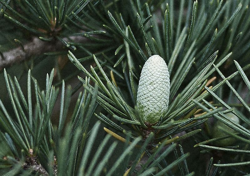 Zedernöl stammt aus der Zeder