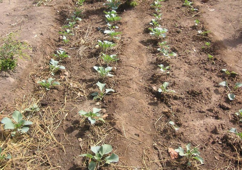 alverde Naturkosmetik Burkina Faso Bild 4