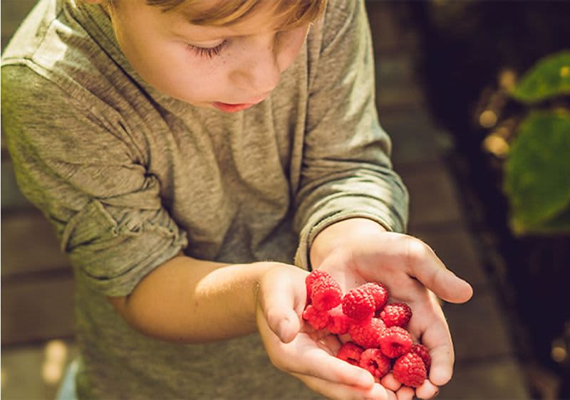 Kind hält Himbeeren in der Hand