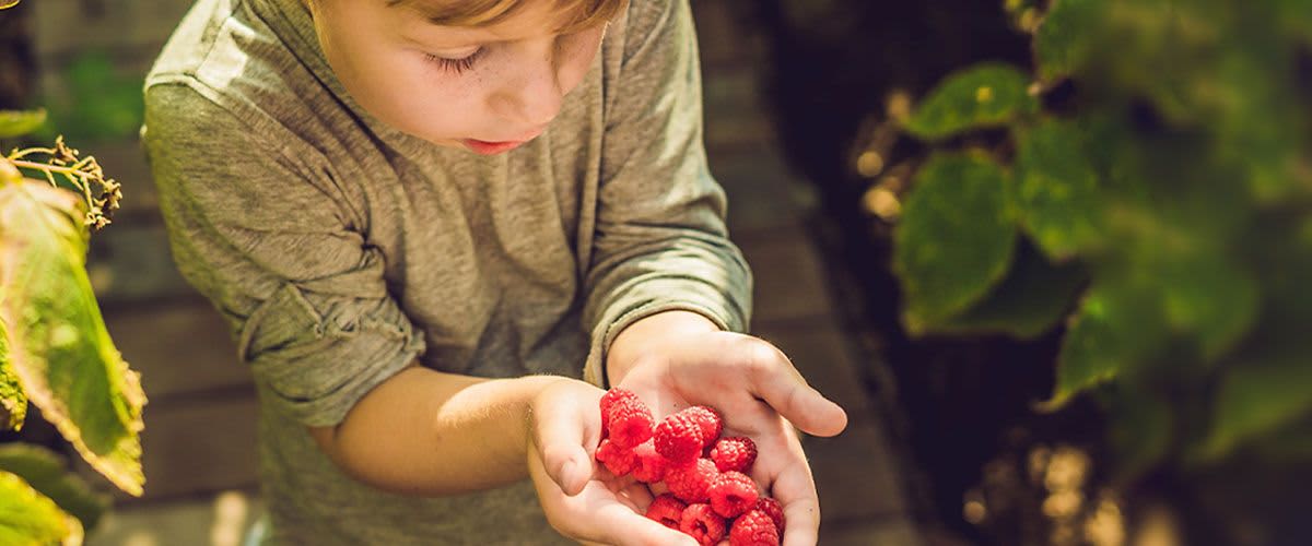 Kind hält Himbeeren in der Hand