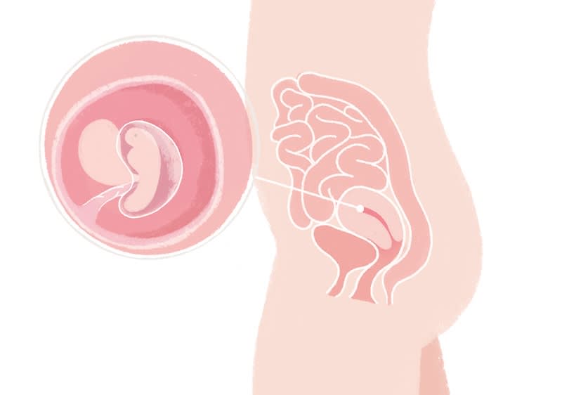 Darstellung des Fötus während der fünften Schwangerschaftswoche