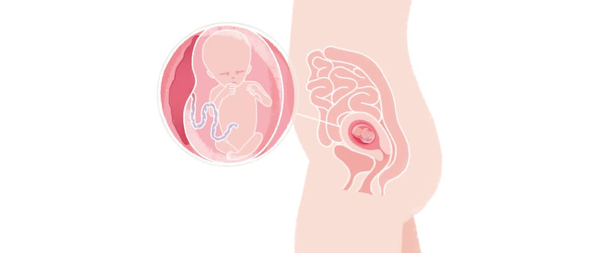 Baby in der 14. SSW