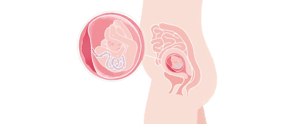 Baby in der 19. SSW