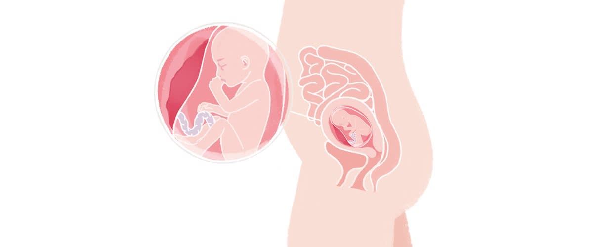 Baby in der 20. SSW